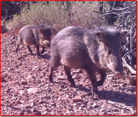 Javelina with cholla on nose