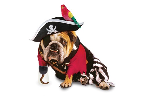 [Pirate-Dog-Halloween-Costume%255B2%255D.jpg]