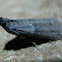 Moth