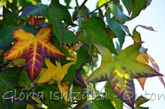38 - Glória Ishizaka - Folhas de Outono