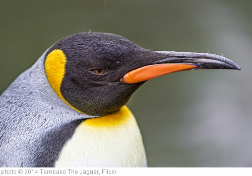 'Penguin profile' photo (c) 2014, Tambako The Jaguar - license: https://creativecommons.org/licenses/by-nd/2.0/