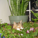 Riley in my plants.