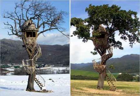 Amazing Tree Houses