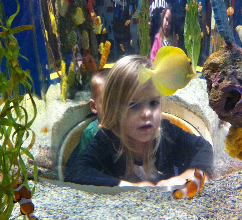 [Ripley%2527s%2520Aquarium%2520Gatlinburg%2520TN%255B5%255D.jpg]