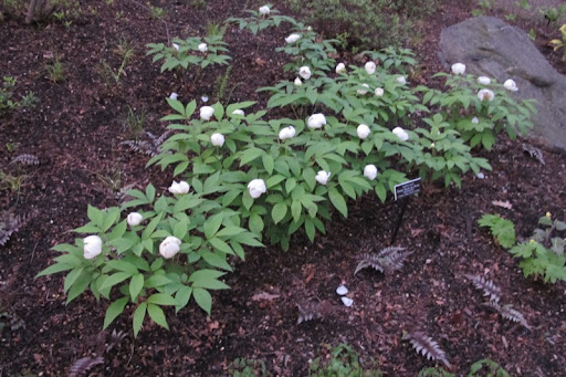 The peonies look like goose eggs.