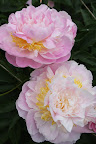 She should make her very own peony fragrance.