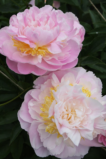 She should make her very own peony fragrance.
