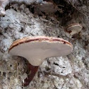 Ganoderma lucidum