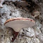Ganoderma lucidum