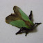 Moth