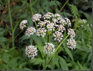alcaravea