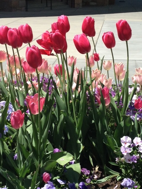 [Pink%2520tulips%255B2%255D.jpg]