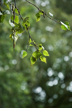 _MG_1628