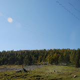 Tianshan - Forêt