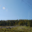 Tianshan - Forêt