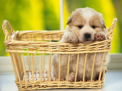 perrito-en-una-cesta.jpg