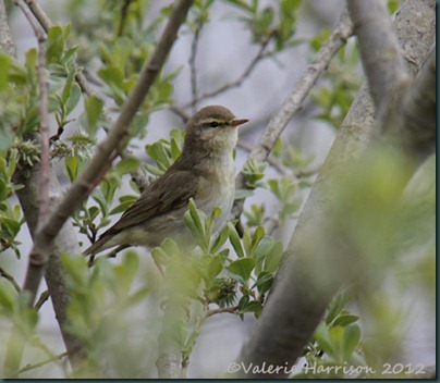 34-willow-warbler