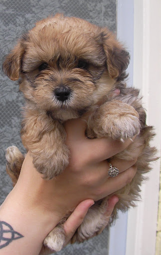 Boy 1 Borkie 6 weeks