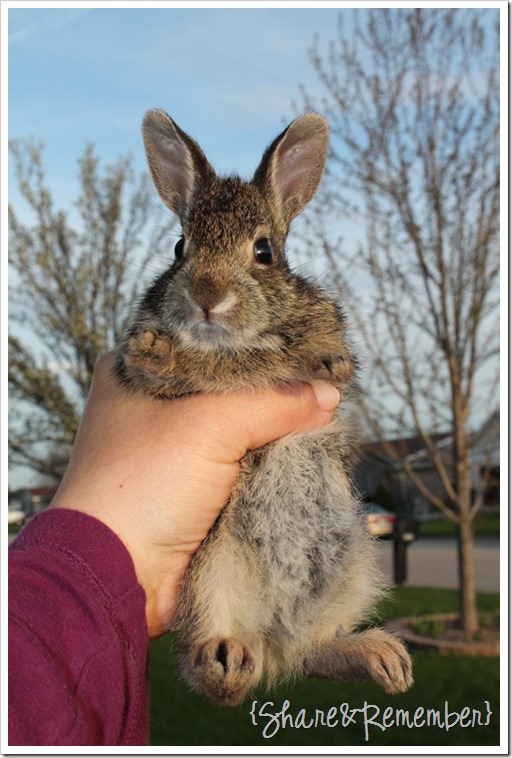 cute bunny