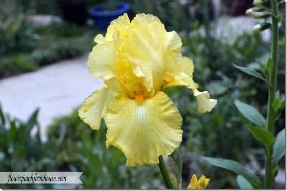 lemon chiffon iris2560