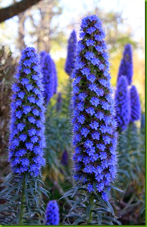 Pride of Madeira Pride of Madeira