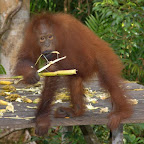 Leonardo hat sich eine Zucker-Rohr-Stange ergattert