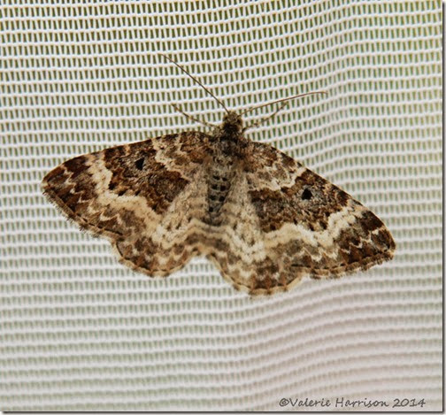 Common-Carpet-2 Common-Carpet-2