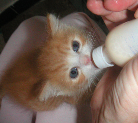 Shelters and rescue groups often need help bottle feeding kittens -- especially during kitten season! Shelters and rescue groups often need help bottle feeding kittens -- especially during kitten season!