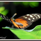Animals and Bugs