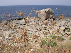 Riserva Capo Gallo 13/08/2007