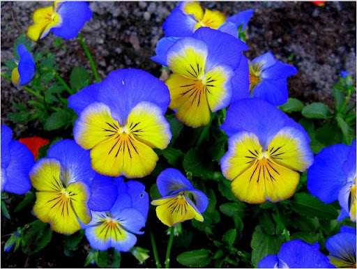 blue flowers Beautiful Flower Photography