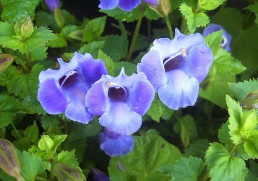 blue flowers2 Beautiful Flower Photography