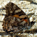 Painted Lady