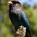 Dollarbird