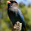 Dollarbird