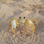 Ghost crab