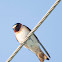 Cliff Swallow