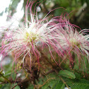 Arbol de seda