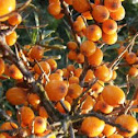 Common sea-buckthorn