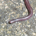Brahminy Blind Snake