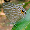 Common Cerulean