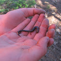 Salamander