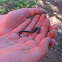 Salamander