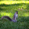 Gray Squirrel