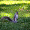 Gray Squirrel