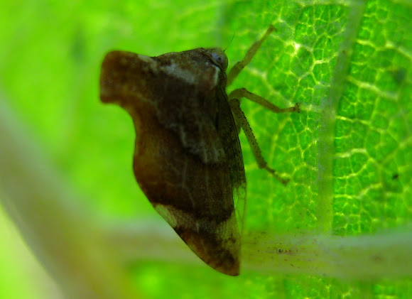 Spotting Image 1