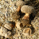 Tulostoma fimbriatum var. campestre (Morgan) G. Moreno