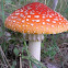 Fly agaric
