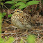 Spruce Grouse (chick & hen)