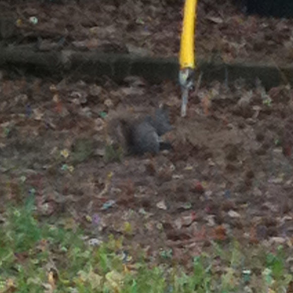 Spotting Image 1